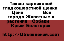 Таксы карликовой гладкошерстной щенки › Цена ­ 20 000 - Все города Животные и растения » Собаки   . Крым,Белогорск